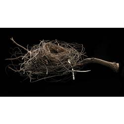 Bird nest on narrow branch against black background, side view.