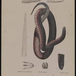 Lithographic colour proof - Pseudechys porphyriacus, The Black Snake, by Arthur Bartholomew