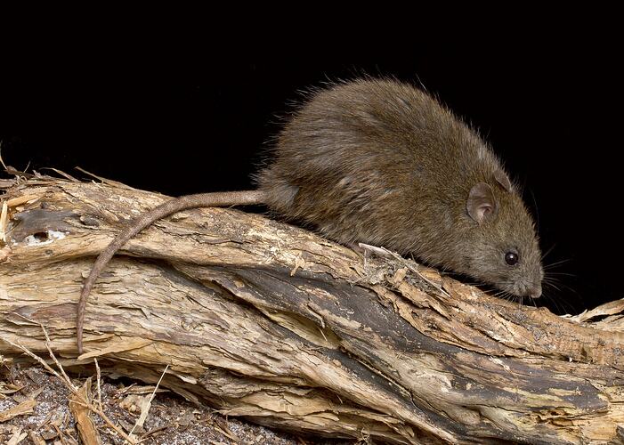 A Bush Rat on a log