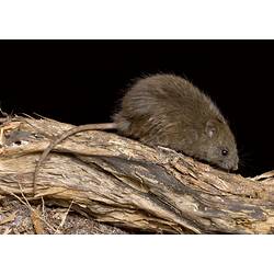 A Bush Rat on a log