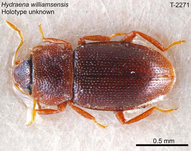 Aquatic beetle specimen, dorsal view.