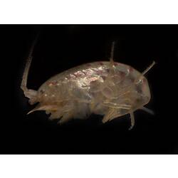 Side view of cream-brown amphipod.