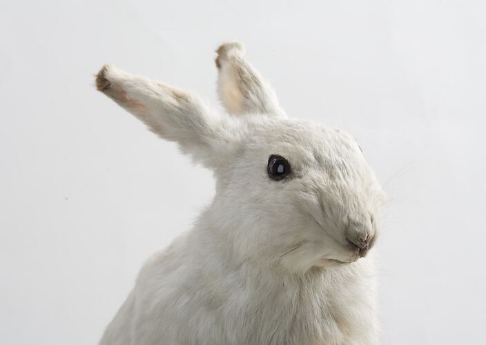 Taxidermied rabbit specimen with white fur, head detail.