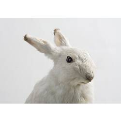 Taxidermied rabbit specimen with white fur, head detail.
