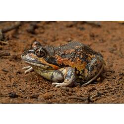 Orange and brown frog on orange-brown soil surface.