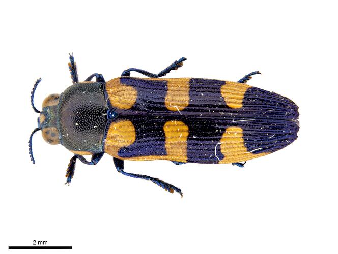 Pinned blue and orange jewel beetle specimen, dorsal view.