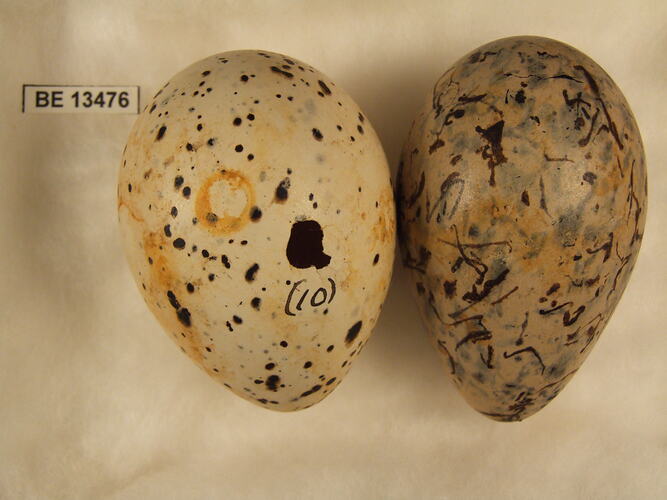 Two bird eggs with specimen label.