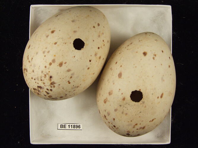 Two bird eggs with specimen label in box.