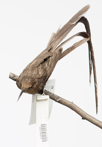 Long-tailed taxidermied bird mounted on branch.