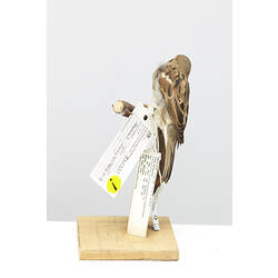 Taxidermied Sparrow with labels mounted on branch, rear view.
