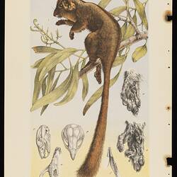 Lithographic colour print - Leadbeater's Possum, Gymnobelideus leadbeateri, John James Wild, 1884