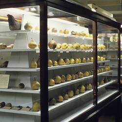 Wax Fruit Display, Queen's Hall Upper, Science Museum, Melbourne, 1969