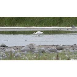 Long-billed white bird standing in water.