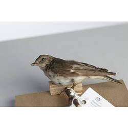 Small brown bird specimen mounted on board.