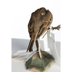 Rear view of small brown bird specimen mounted on plinth.