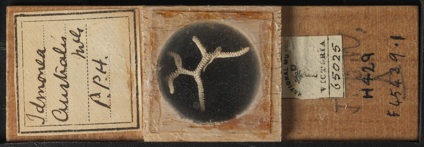 Bryozoan specimen in wooden microslide with handwritten labels.