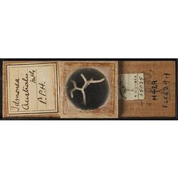 Bryozoan specimen in wooden microslide with handwritten labels.