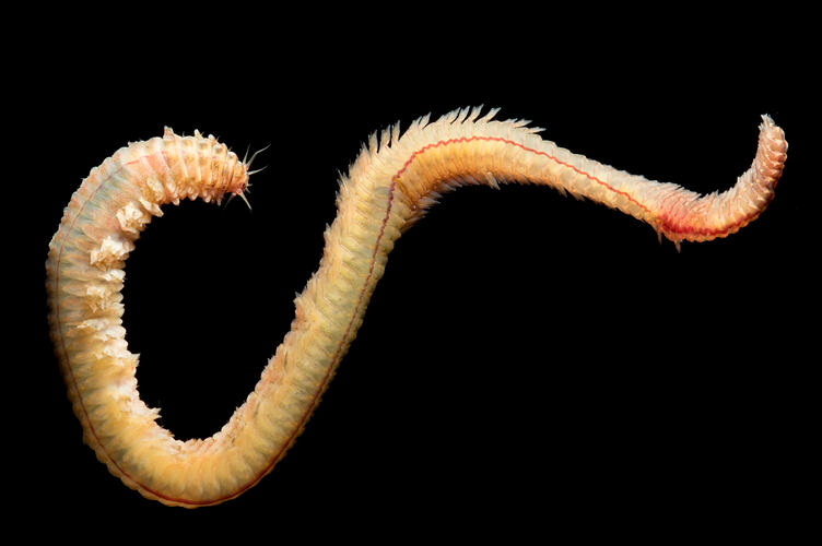 Long thin cream-coloured worm with red stripe down back.