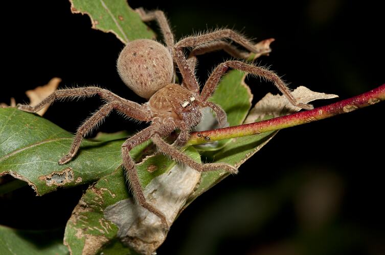 Redish spider on leafy twig.
