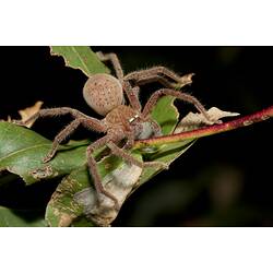 Redish spider on leafy twig.