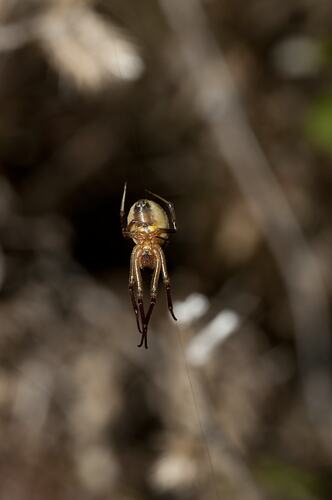Family Araneidae, orb-weaver spider. Budj Bim Cultural Heritage Landscape, Victoria.