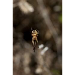 Family Araneidae, orb-weaver spider. Budj Bim Cultural Heritage Landscape, Victoria.