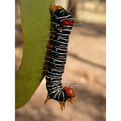 Black white and red caterpillar on leaf.