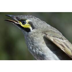 Brown-grey bird with yellow and black stripes on face with beak open.