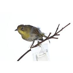<em>Zosterops pallidus pallidus</em>, Cape White-Eye, mount.  Registration no. 25913.