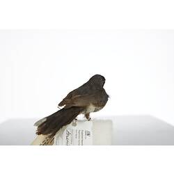 <em>Monarcha trivirgatus albiventris</em>, Spectacled Monarch, mount.  Registration no. 28465.