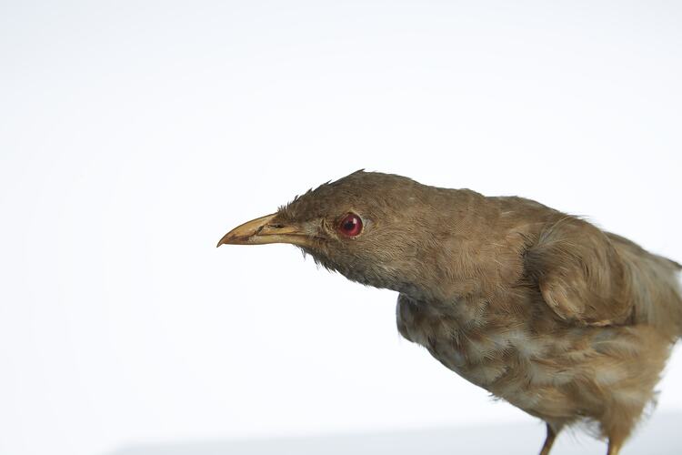 <em>Turdoides striatus somervillei</em>, Jungle Babbler, mount.  Registration no. 54721.