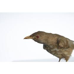 <em>Turdoides striatus somervillei</em>, Jungle Babbler, mount.  Registration no. 54721.