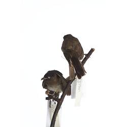 <em>Pycnonotus barbatus layardi</em>, Garden Bulbul, mounts.  Registration nos. 54808 (top) & 54706 (bottom).