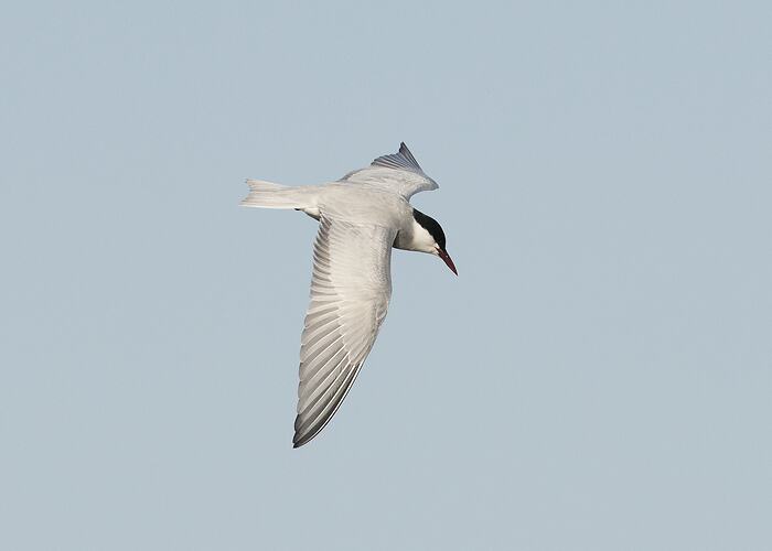 White bird with grey head in flight.