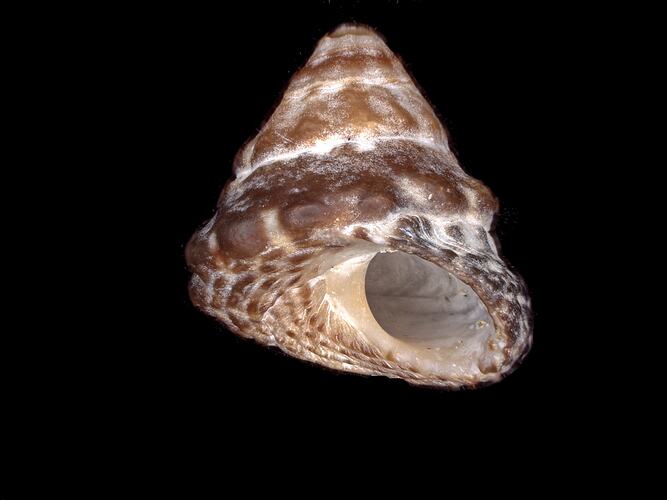 Brown and white littorinid snail shell on black background.