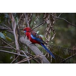 Side view of red and blue parrot on tree branch.