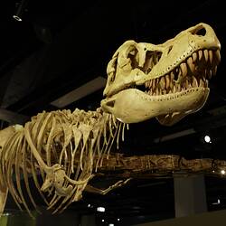 Tyrannosaurid dinosaur cast on display viewed from side front.
