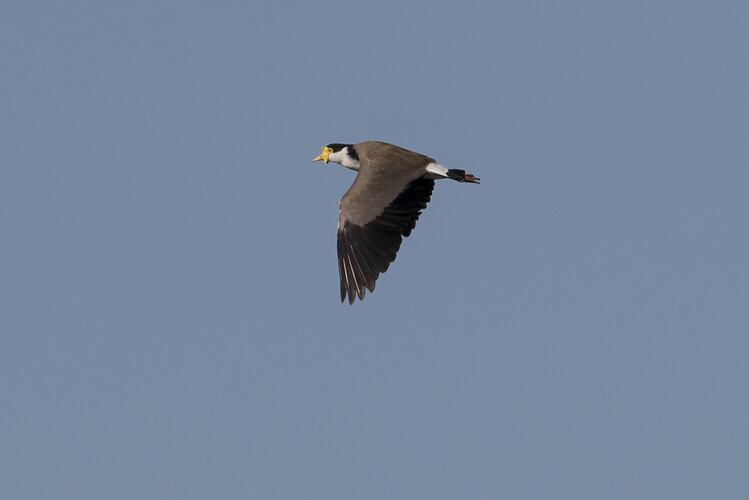 Grey and white bird with yellow face in flight.
