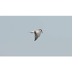 Whiskered Tern.
