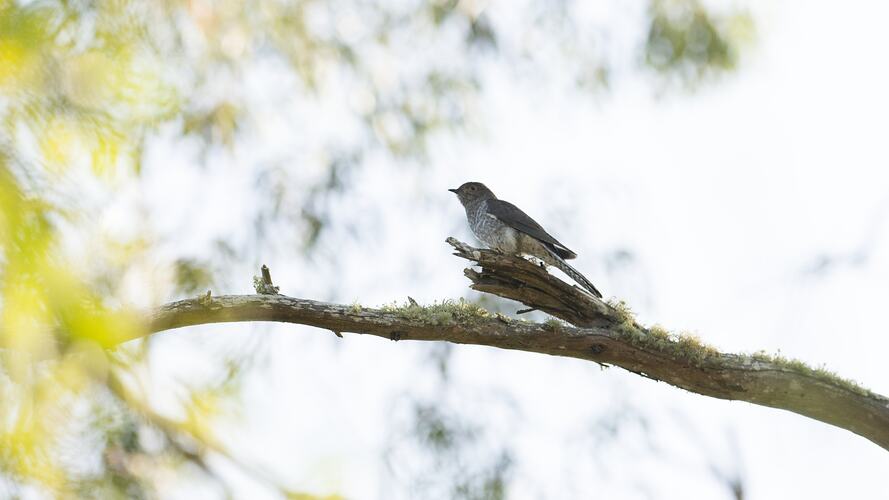 Fan-tailed Cuckoo.