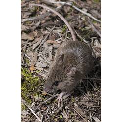 <em>Pseudomys novaehollandiae</em>, New Holland Mouse