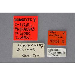 Entomology type specimen labels.