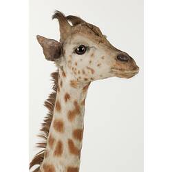 Detail of head and neck of juvenile giraffe specimen, side view.