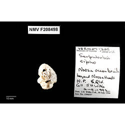 Irregularly coiled snail shell beside specimen label.