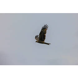 <em>Milvus migrans</em>, Black Kite. Neds Corner, Victoria.