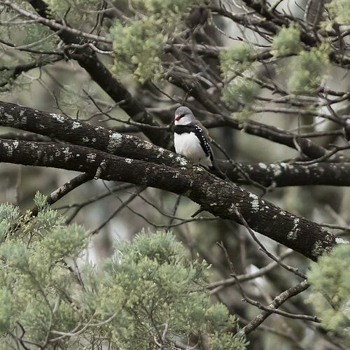 White and black bird with red beak on branch.