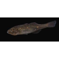 Carp Gudgeon.