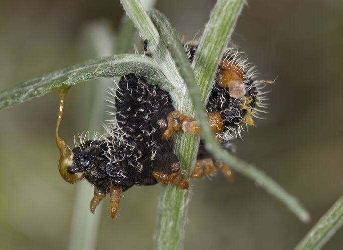 Cluster of black larvae with orange tips and white hair on a plant stem.