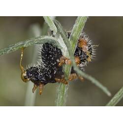 Cluster of black larvae with orange tips and white hair on a plant stem.
