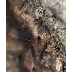 Family Tipulidae, craneflies. Murray Explored Bioscan.